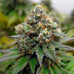 Euphoria Cannabis Seeds: Award-Winning CBD-Rich Hybrid - 1 seed pack - D Vape Store