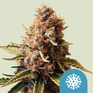 Euphoria Cannabis Seeds: Award-Winning CBD-Rich Hybrid - 1 seed pack - D Vape Store