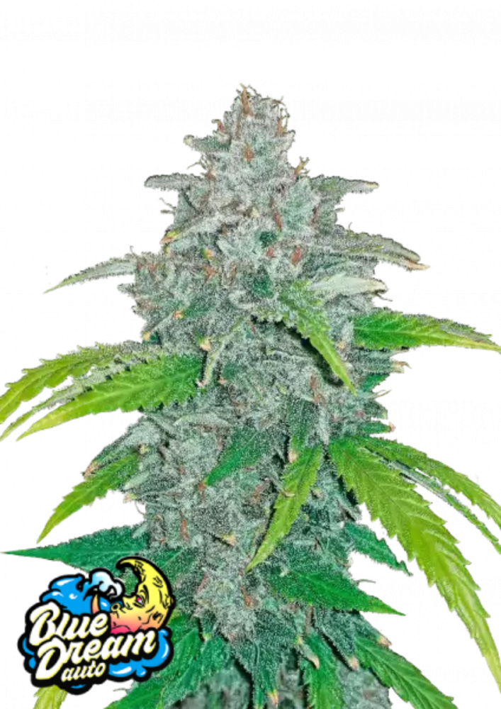 Fast Buds | Blue Dream Auto | 1 Premium Seed - Sativa - 22% THC