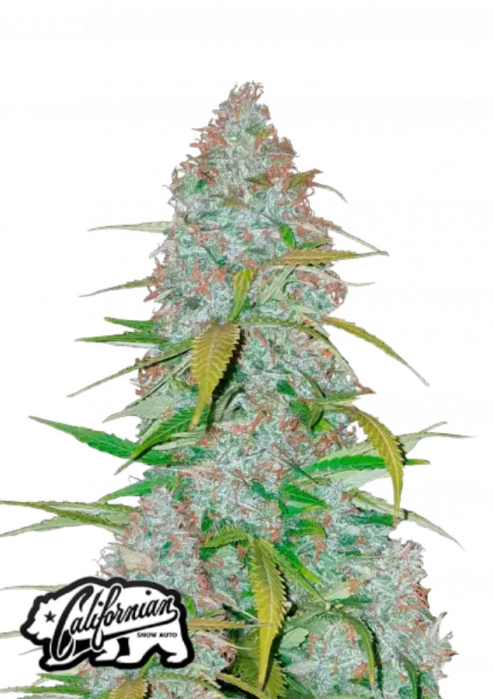 420 FastBuds | Californian Snow Auto | 1 Premium Seed available at Cannabis Clinics Malta