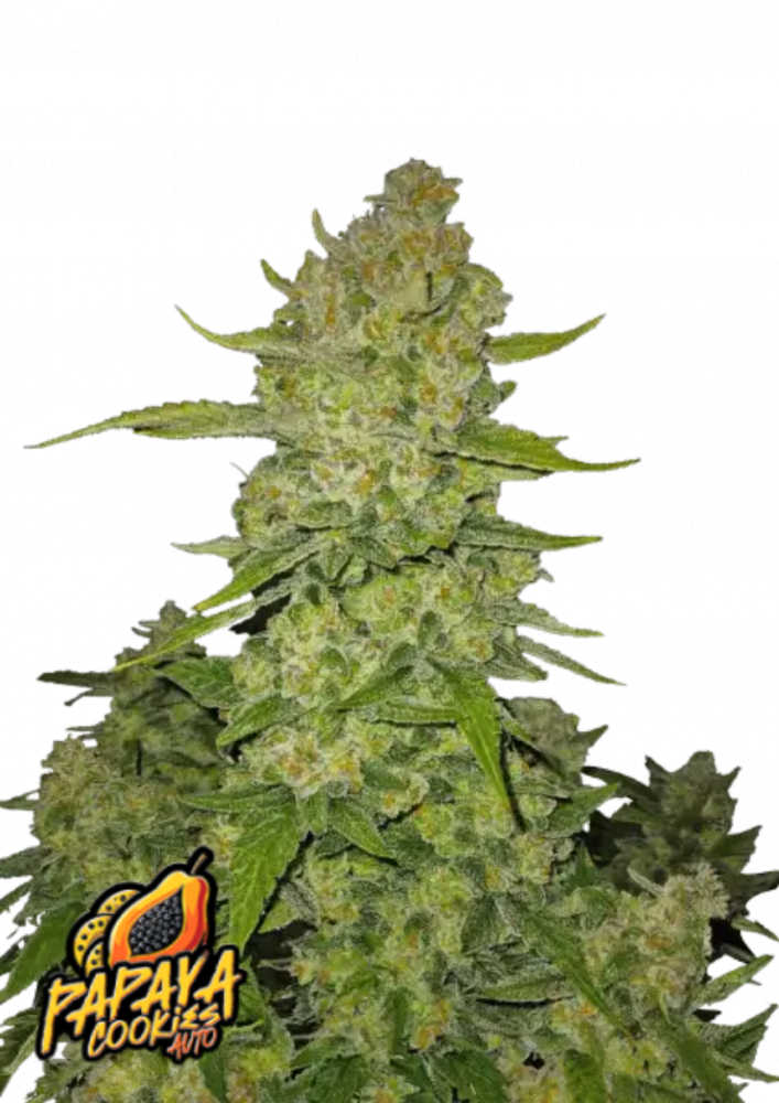 Fast Buds | Papaya Cookies Auto | 1 Premium Seed - 29% THC - Sativa