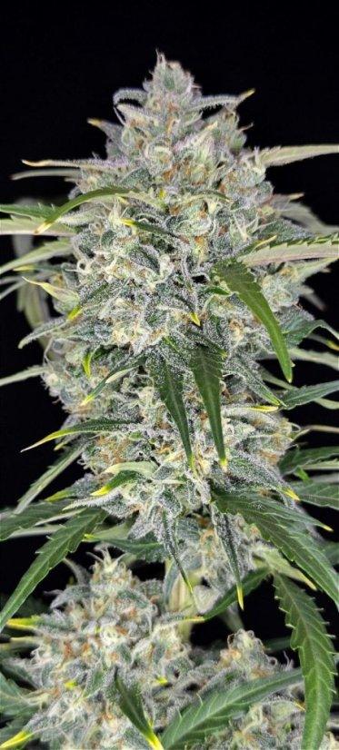 Sour Jealousy Auto™: A Groundbreaking Sativa Monster - 1 Seed pack - 29% THC