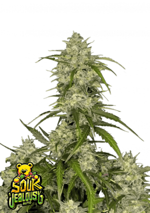 Sour Jealousy Auto™: A Groundbreaking Sativa Monster - 1 Seed pack - 29% THC Fast Buds