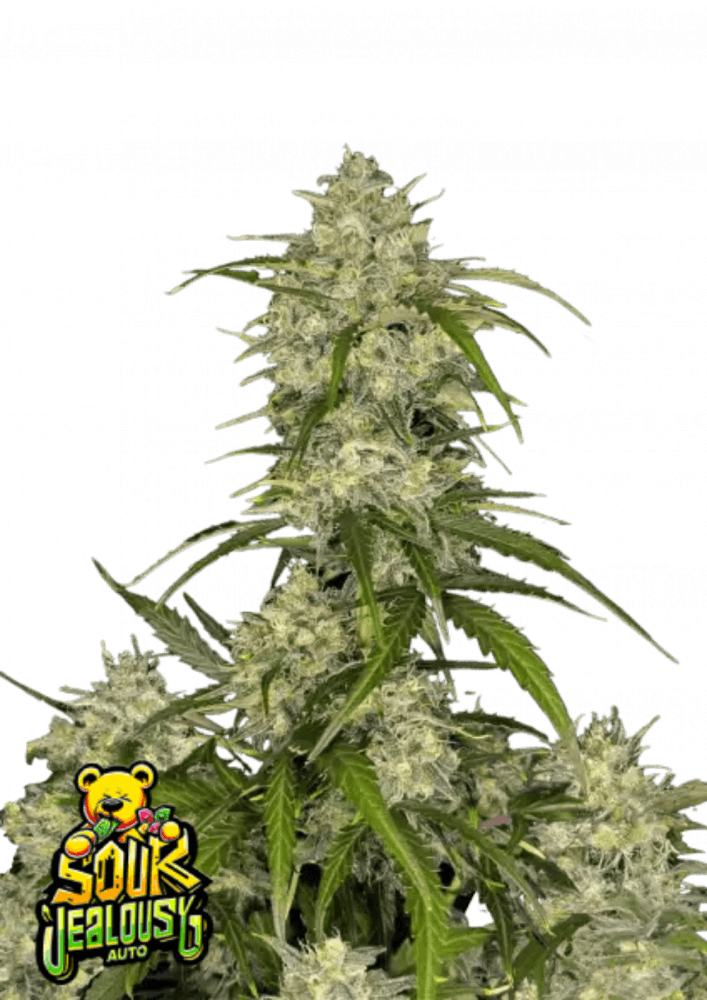 Sour Jealousy Auto™: A Groundbreaking Sativa Monster - 1 Seed pack - 29% THC Fast Buds