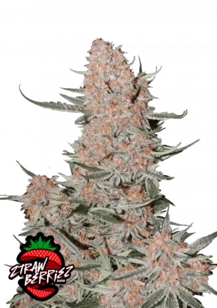 FastBuds | Ztrawberriez Auto | 1 Premium Seed packs