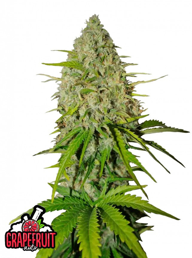 Grapefruit Auto (1 Seed Pack) - Fast Buds - Hybrid - D Vape Store