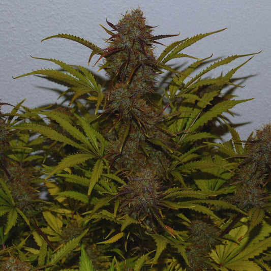 Seeds - Moby Dick Auto - Sativa - 1 Seed or Buy 4 get 1 free