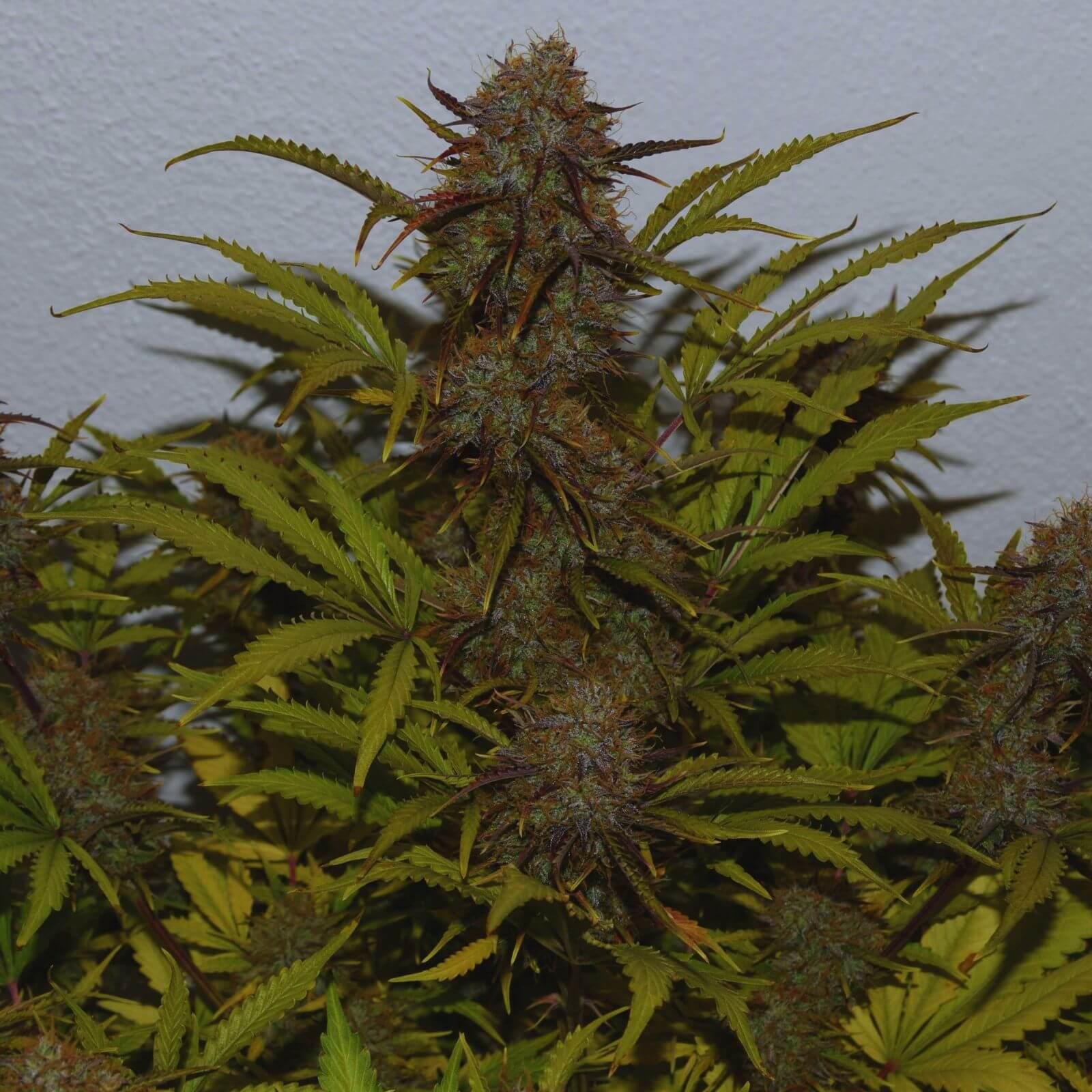 Seeds - Moby Dick Auto - Sativa - 1 Seed or Buy 4 get 1 free - D Vape Store