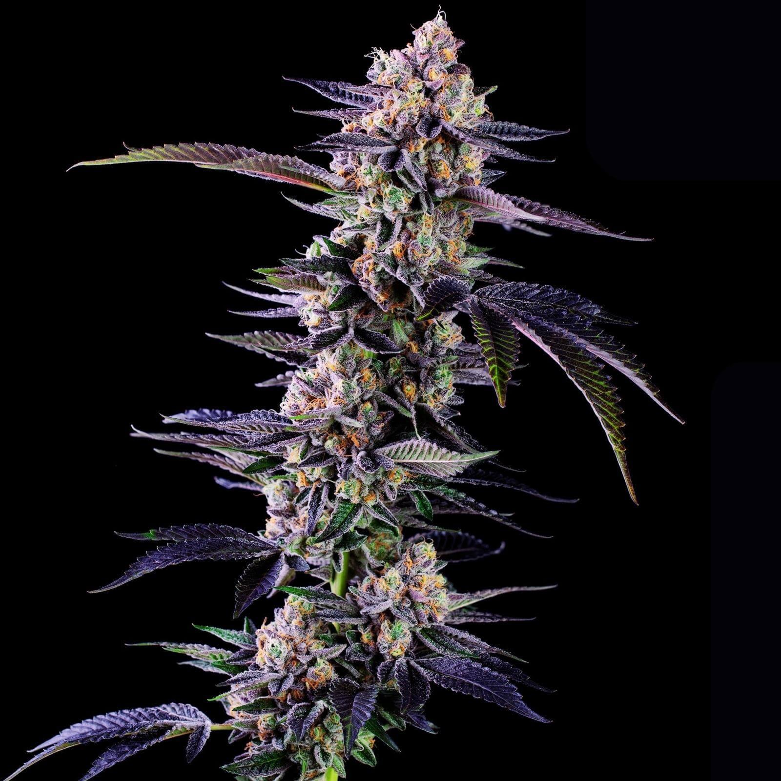 Seeds - Motor Breath Feminized - Hybrid - 1 Seed or Buy 4 get 1 free - D Vape Store