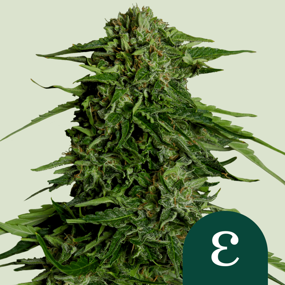 Epsilon F1 Cannabis Seeds: Fast-Growing, Aromatic, and Perfect for Stealthy Cultivation