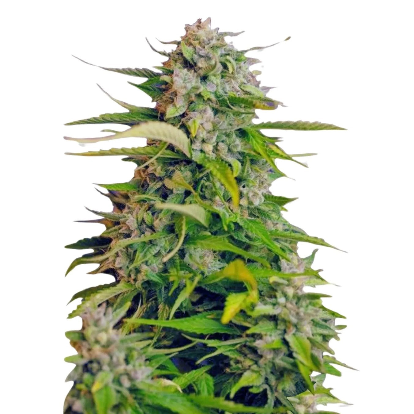 Seeds - AK Herer Fast Version - Sativa - CCM Seeds Buy 4 get 3 free - D Vape Store