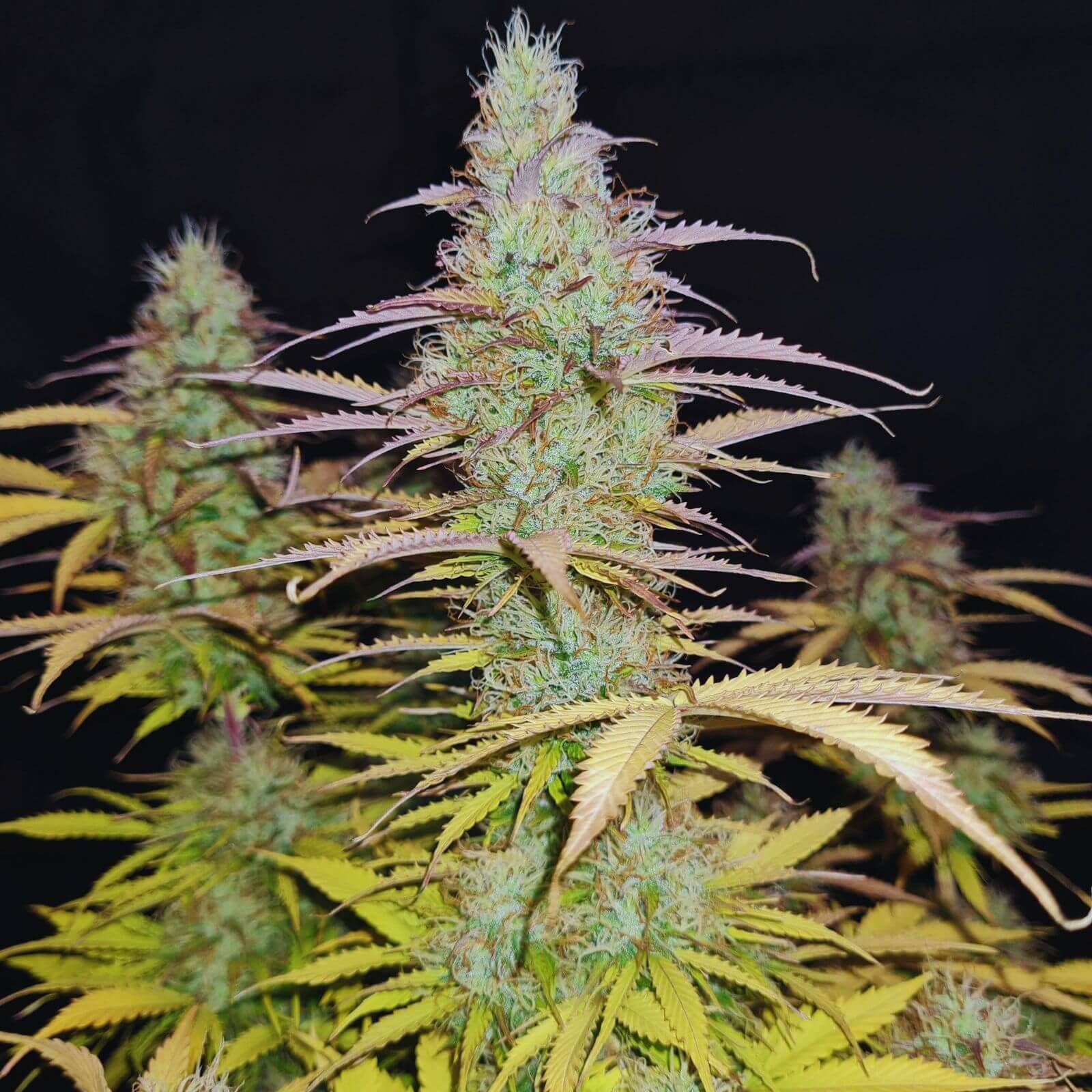 Seeds - Lemon Haze Auto - Sativa - 1 Seed or Buy 4 get 3 free - D Vape Store