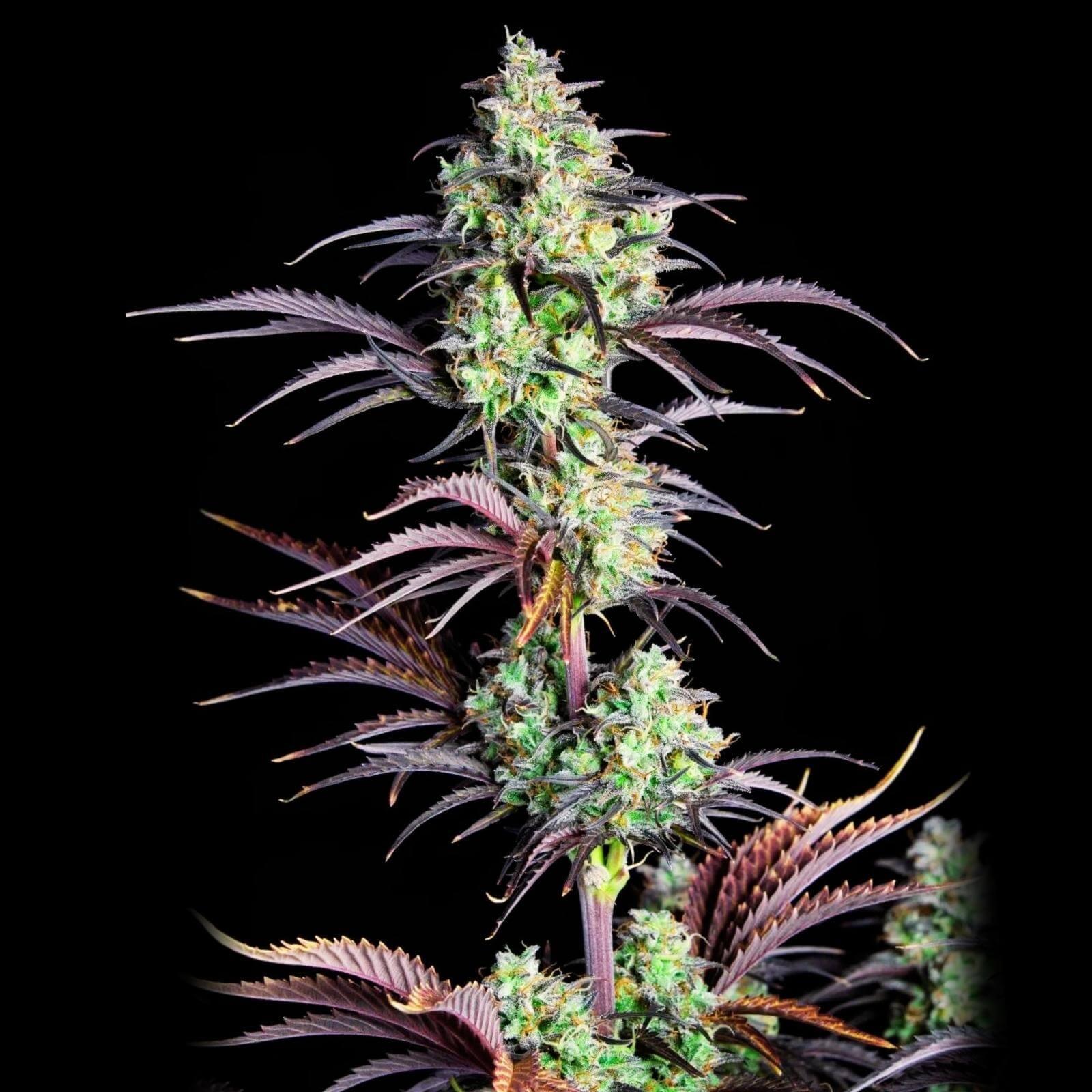 Seeds - Mimosa Auto - Sativa - 1 Seed or Buy 4 get 2 free - D Vape Store