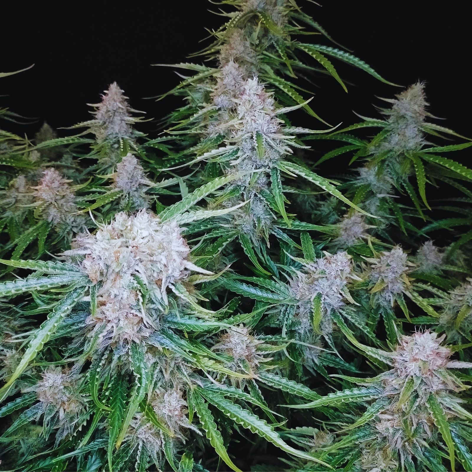 Seeds - Northern Lights Autoflower - Indica - 1 CCM seeds Buy 4 get 3 free - D Vape Store