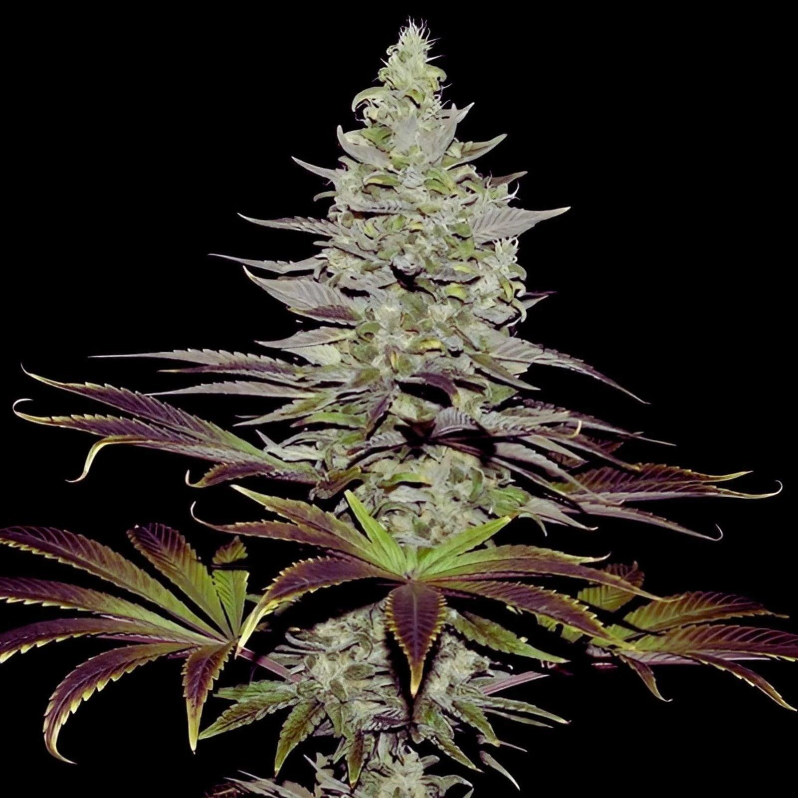 Seeds - Somango Auto - Indica - 1 Seed or Buy 4 get 1 free d - D Vape Store