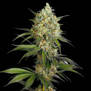 Sour Diesel Seeds - Sativa - 22% THC - CCM seeds - Buy 4 Get 3 Free - D Vape Store