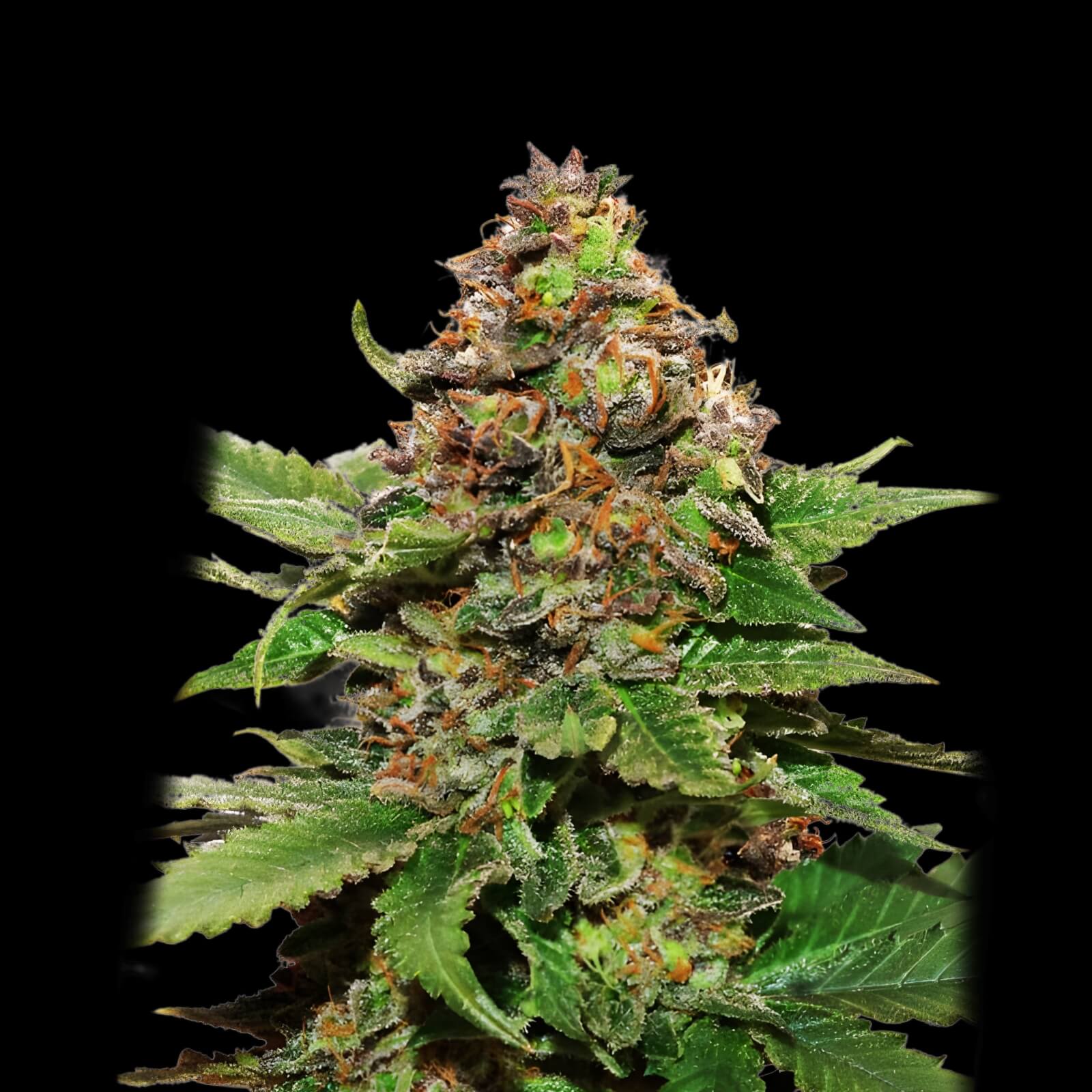 Strawberry Cough Seeds - Sativa - 25% THC - CCM seeds early flowering