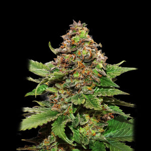 Strawberry Cough Seeds - Sativa - 25% THC - CCM seeds early flowering