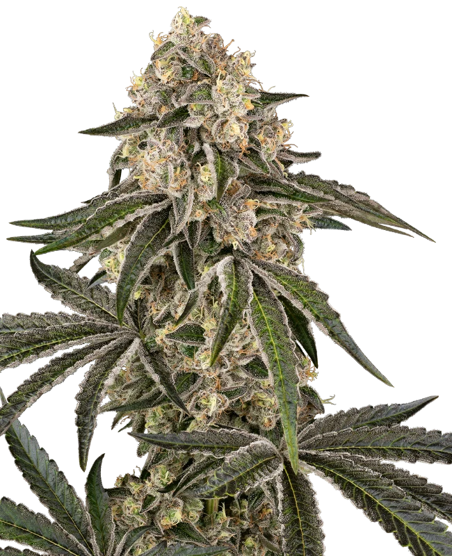 Sensi Seeds | Sunset Peach Feminized | 3 Premium Seeds packs