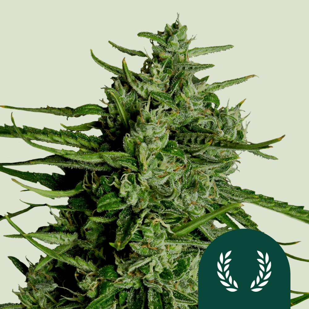 Titan F1 Cannabis Seeds: Ultra-Potent, Aromatic, and High-Yielding - D Vape Store