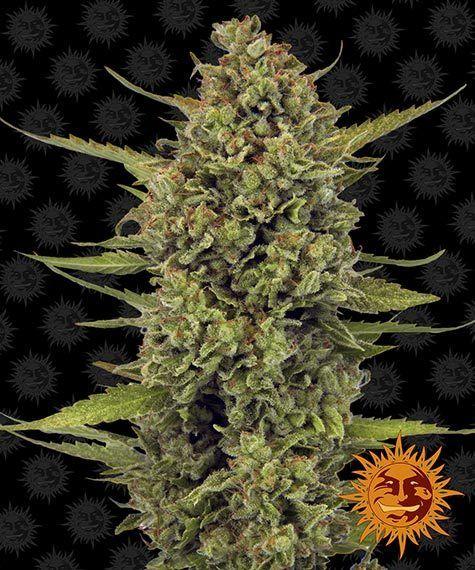 Seeds - Acapulco Gold - 21% THC - 70% Sativa - 3 seed pack - D Vape Store