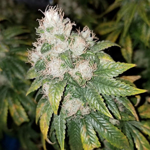 Seeds - Amnesia Lemon - 21% THC - Sativa - 3 seeds - D Vape Store