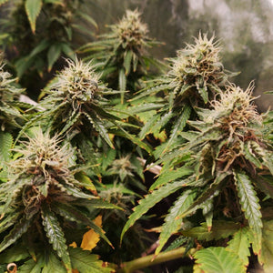 Seeds - Amnesia Lemon - 21% THC - Sativa - 3 seeds - D Vape Store