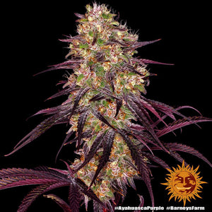 Seeds - Ayahuasca Purple - 21% THC - Indica - 3 seeds - D Vape Store