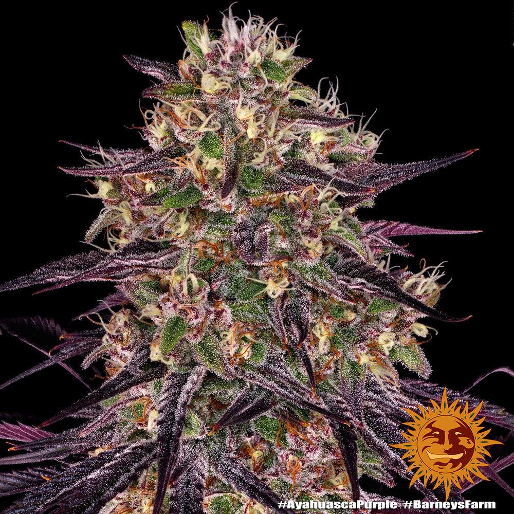 Seeds - Ayahuasca Purple - 21% THC - Indica - 3 seeds - D Vape Store