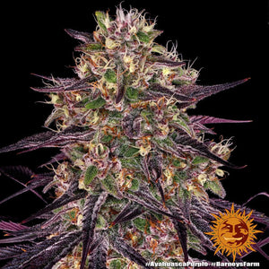 Seeds - Ayahuasca Purple - 21% THC - Indica - 3 seeds - D Vape Store