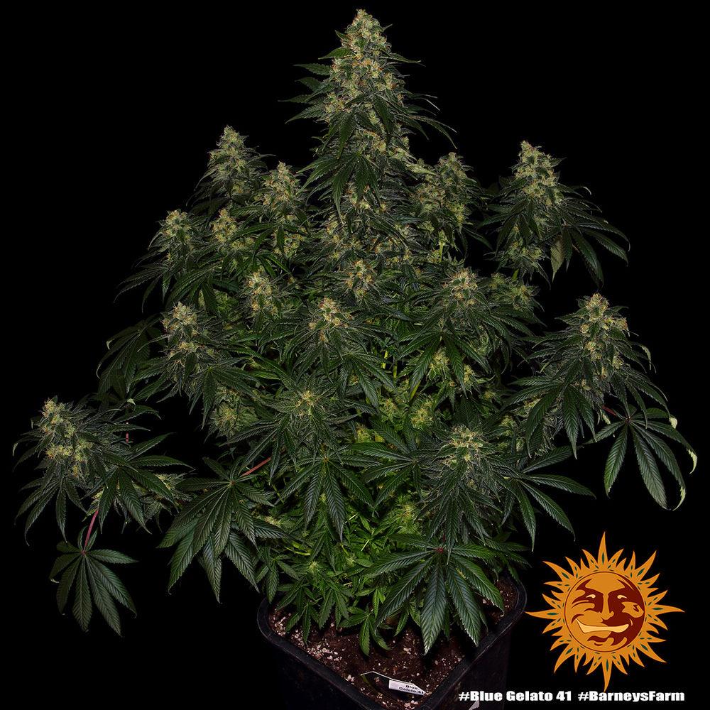 Seeds - Blue Gelato - 25% THC - Indica - 3 seeds - D Vape Store