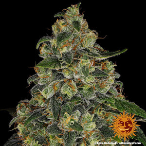 Seeds - Blue Gelato - 25% THC - Indica - 3 seeds - D Vape Store