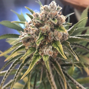 Seeds - Blueberry OG - 24% THC - Indica - 3 seeds - D Vape Store