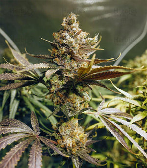 Seeds - Blueberry OG - 24% THC - Indica - 3 seeds - D Vape Store