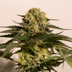 Seeds - CBD Critical Cure - 6.5% CBD:8.5% THC - Hybrid - 3 seeds - D Vape Store