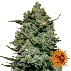 Seeds - Cookies Kush - 24% THC - Indica - 3 Seeds - D Vape Store