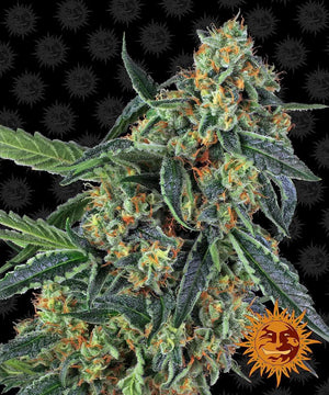 Seeds - Cookies Kush - 24% THC - Indica - 3 Seeds - D Vape Store