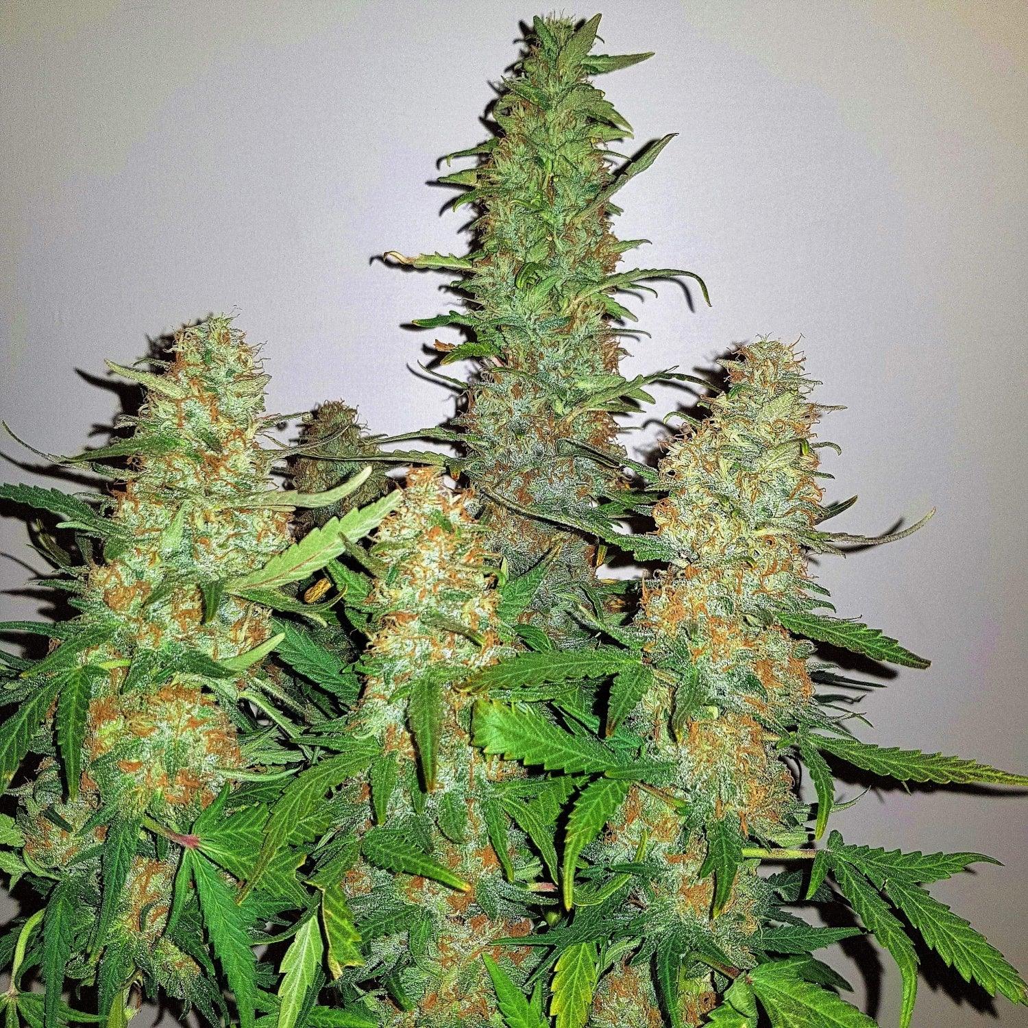 Seeds - Critical Kush - 25% THC - Indica - 3 seeds - D Vape Store