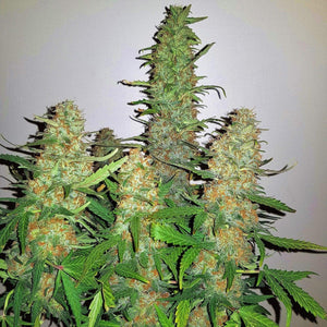 Seeds - Critical Kush - 25% THC - Indica - 3 seeds - D Vape Store