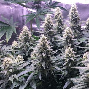 Seeds - Critical Kush - 25% THC - Indica - 3 seeds - D Vape Store