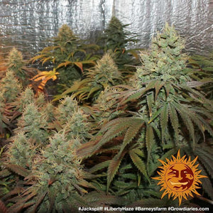 Seeds - Liberty Haze - 25% THC - Sativa - 3 Seeds - D Vape Store