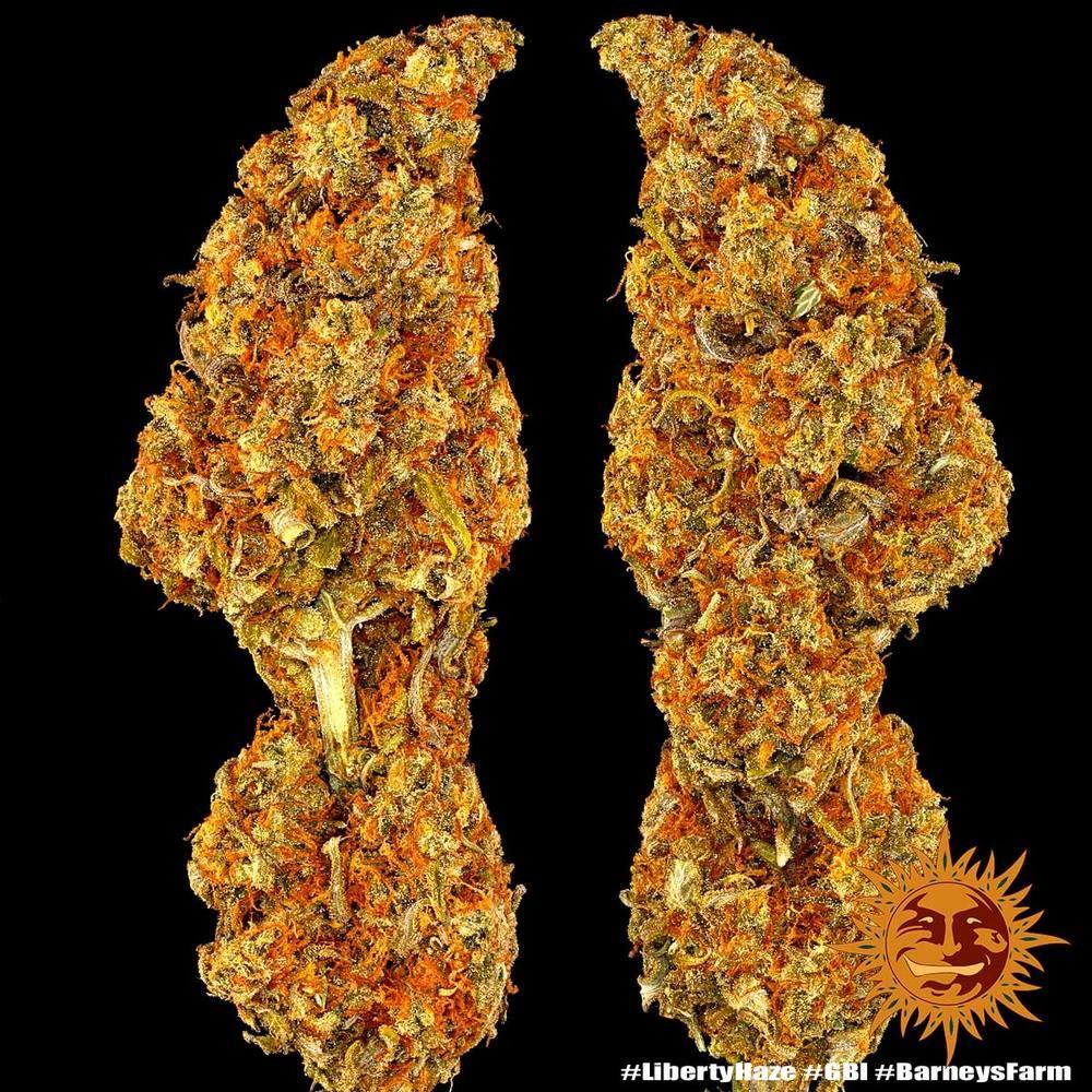 Seeds - Liberty Haze - 25% THC - Sativa - 3 Seeds - D Vape Store