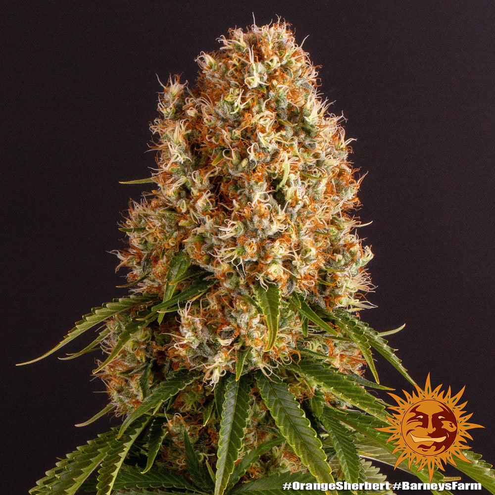 Seeds - Orange Sherbert - 24% THC - Indica - 3 Seeds - D Vape Store