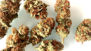 Seeds - Orange Sherbert - 24% THC - Indica - 3 Seeds - D Vape Store