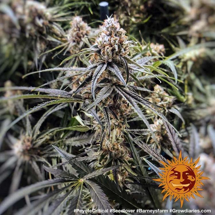 Seeds - Peyote Critical - 24% THC - Indica - 3 seeds - D Vape Store