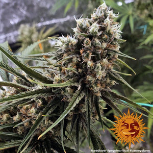 Seeds - Peyote Critical - 24% THC - Indica - 3 seeds - D Vape Store