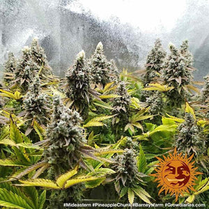 Seeds - Pineapple Chunk - 25% THC - Indica - 3 seeds - D Vape Store