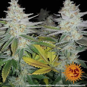 Seeds - Pineapple Chunk - 25% THC - Indica - 3 seeds - D Vape Store