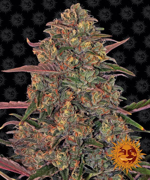 Seeds - Pineapple Chunk - 25% THC - Indica - 3 seeds - D Vape Store