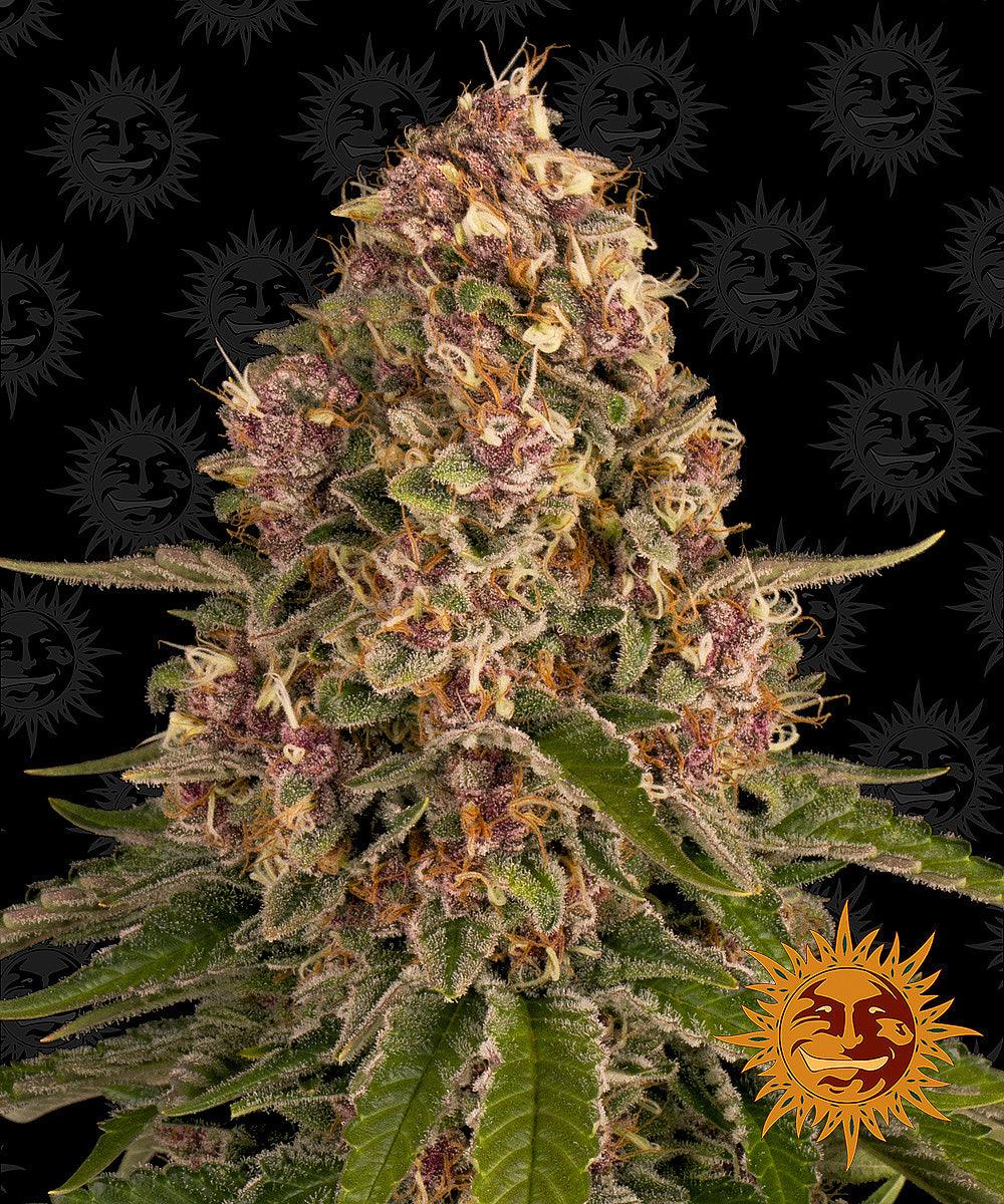 Seeds - Pink Kush - 24% THC - Indica - 3 seeds - D Vape Store